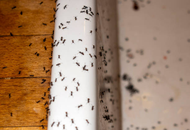 Best Best Pest Control Companies  in Aurora, MO